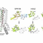 Researchers Detail Receptor Protein’s Impact on Hearing Function