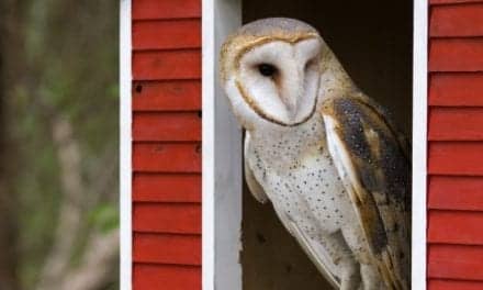 Barn Owls May Retain Hearing Into Adulthood, Researchers Find