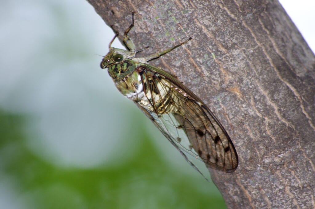 Cicada stock photo