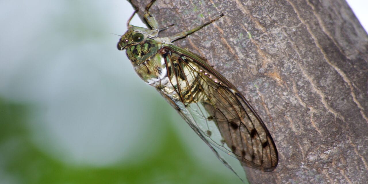 Cicadas’ Buzzing Sound Could Worsen Tinnitus