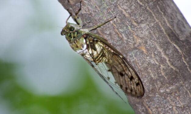 Cicadas’ Buzzing Sound Could Worsen Tinnitus