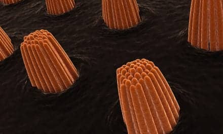 University of Rochester Researchers Regrow Sensory Hair Cells