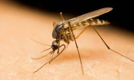 Male Mosquitoes’ ‘Phantom Tone’ Helps Amplify Sound of Female