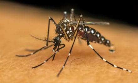 Study: Mosquitoes Can Hear Up to 10 Meters Away