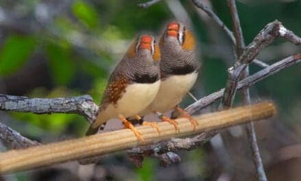 Zebra Finches ‘Amazing’ at Unmasking The Bird Behind The Song