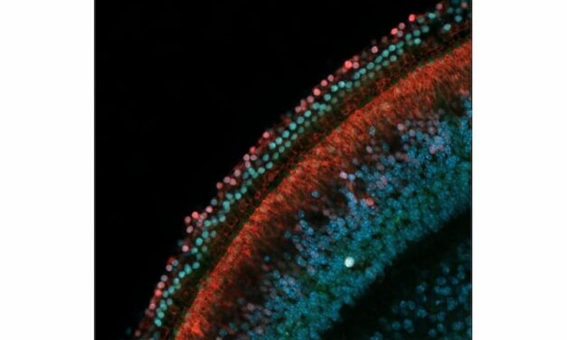 How Stem Cell Mouse Studies Tune into Hearing Regeneration