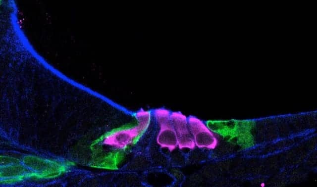 Researchers Chart Development of Cells from Mouse Cochlea