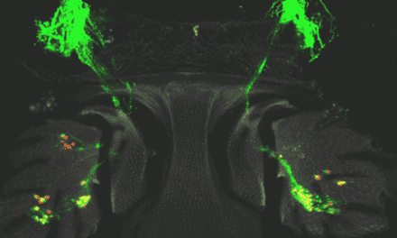 Flies Regenerate Sensory Hearing Cells, Research Finds